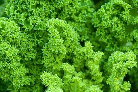 Le kale, un petit frisé au profil nutritionnel de champion !